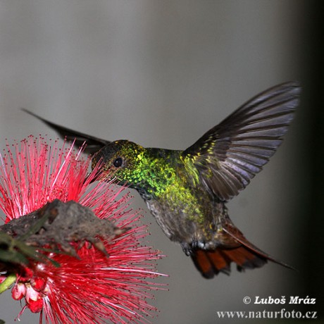 kolibrik-rezavoocasy-07c850